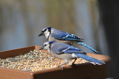 Cyanocitta cristata bromia