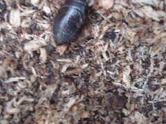 Pycnoscelus surinamensis