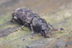 Eucorynus crassicornis