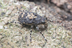 Sphinctotropis paviei