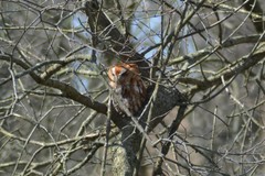 Megascops asio naevius