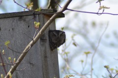 Megascops asio naevius