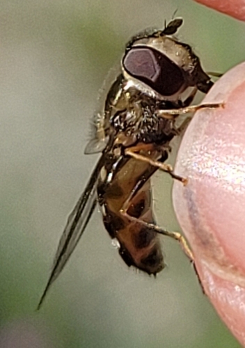 Unknown species found near St Mary, MT 59417, USA