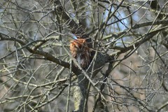 Megascops asio naevius