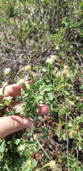 Porophyllum punctatum