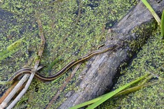 Thamnophis butleri