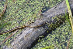 Thamnophis butleri