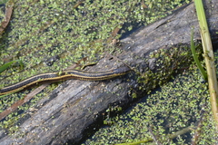 Thamnophis butleri