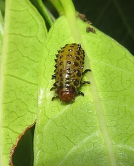 Plagiosterna nigritarsis