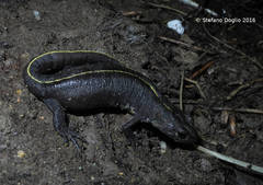 Triturus carnifex