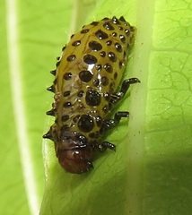 Plagiosterna nigritarsis