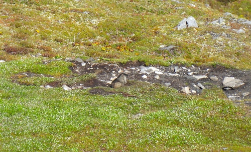 Alaska Marmot observed by hannahfloyd_naturalist