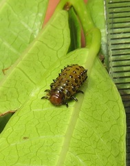 Plagiosterna nigritarsis