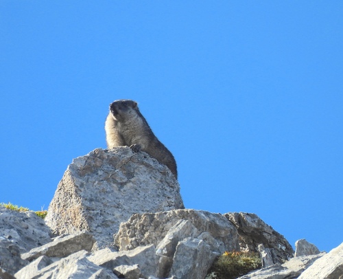 Alaska Marmot observed by hannahfloyd_naturalist