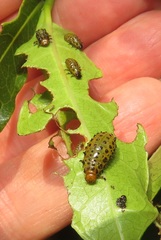 Plagiosterna nigritarsis