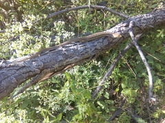 Gerrhonotus liocephalus