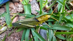 Taeniopoda picticornis