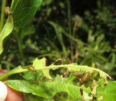 Plagiosterna nigritarsis