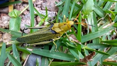 Taeniopoda picticornis