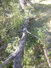 Gerrhonotus liocephalus