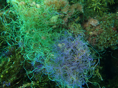 Chaetomorpha spiralis
