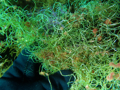 Chaetomorpha spiralis