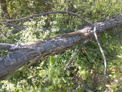 Gerrhonotus liocephalus