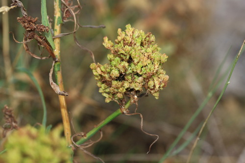 skeletonweed gall mite