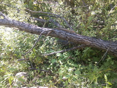 Gerrhonotus liocephalus