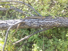 Gerrhonotus liocephalus