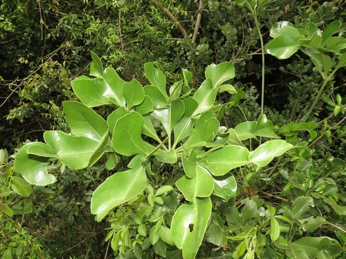 Cussonia arenicola Strey 2