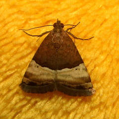 Ozarba semipurpurea