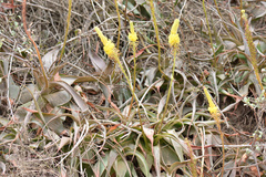 Bulbine latifolia