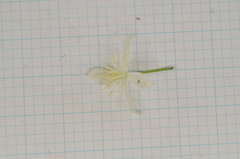 Clematis chinensis tatushanensis