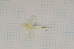 Clematis chinensis tatushanensis