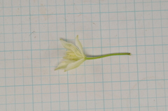 Clematis chinensis tatushanensis