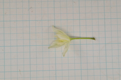 Clematis chinensis tatushanensis