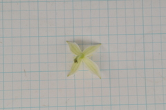 Clematis chinensis tatushanensis