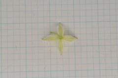 Clematis chinensis tatushanensis