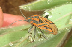 Spilostethus rivularis