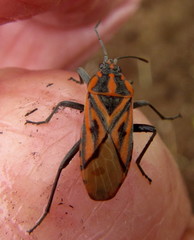 Spilostethus rivularis