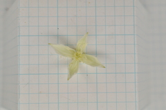 Clematis chinensis tatushanensis