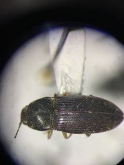 Hypnoidus abbreviatus