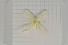 Clematis chinensis tatushanensis