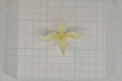 Clematis chinensis tatushanensis