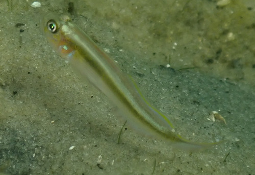 Banner goby (Microgobius microlepis) — Gobiidae