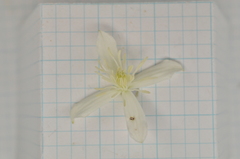 Clematis chinensis tatushanensis