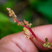 Chenopodium album album - Photo 由 Erik Danielsen 所上傳的 (c) Erik Danielsen，保留部份權利CC BY-NC