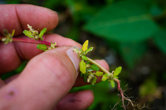 Chenopodium album album