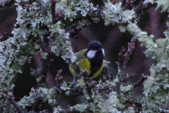 Parus monticolus